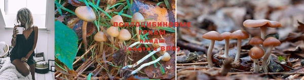 прущая мука Абаза